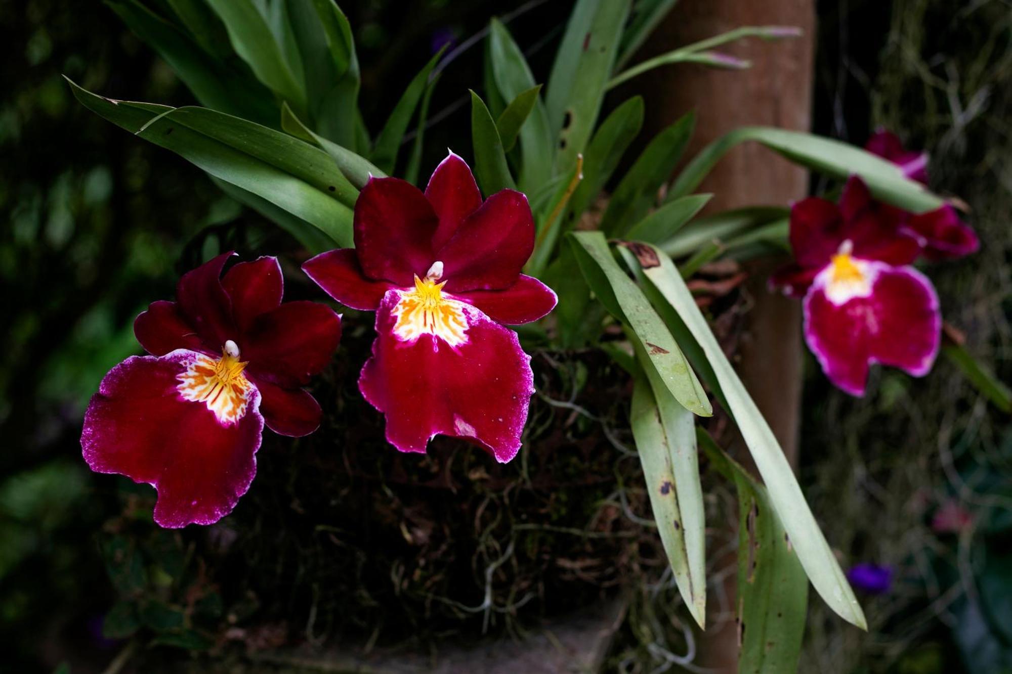 Neira Tominejo Ecolodge - Casas En Los Arboles מראה חיצוני תמונה